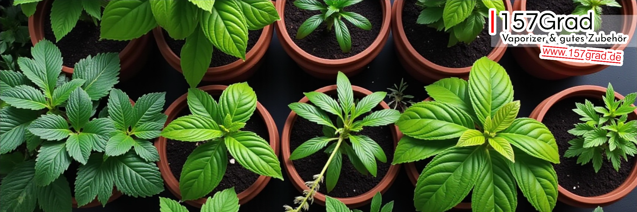 Herbathek: Dein Zugang zu Kräutern, Aroma und bewusster Auswahl